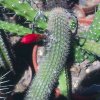 cleistocactus_acanthurus